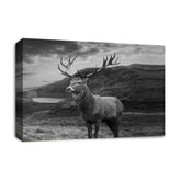 LR Highland Stag Wall Art Picture Framed Canvas Print | Ready to Hang | Modern Wall Art for Living Room, Bedroom & Office