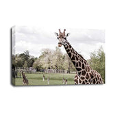 LR African Giraffe Animal Wall Art Picture Framed Canvas Print | Ready to Hang | Modern Wall Art for Living Room, Bedroom & Office