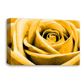LR Floral Wall Art Picture – Orange Rose Framed Canvas Print | Ready to Hang | Modern Wall Art for Living Room, Bedroom & Office