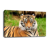LR Jungle Tiger Animal Wall Art Picture Framed Canvas Print | Ready to Hang | Modern Wall Art for Living Room, Bedroom & Office