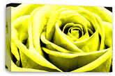 LR Floral Wall Art Print Yellow Rose Canvas Picture Flower Framed Panel Ready to Hang