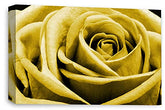 LR Floral Wall Art Print Mustard Yellow Rose Canvas Picture Flower Framed Panel Ready to Hang