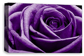 LR Floral Rose Wall Art Purple Canvas Picture Print Flower Framed Panel Ready to Hang