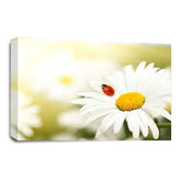 LR Floral Wall Art Picture – Yellow & White Poppy Framed Canvas Print | Ready to Hang | Modern Wall Art for Living Room, Bedroom & Office