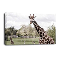 LR African Giraffe Animal Wall Art Picture Zoo Framed Canvas Panel Print Ready to Hang