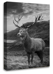 LR Highland Stag Canvas Wall Art Picture Scottish Animal Framed Print Ready to Hang