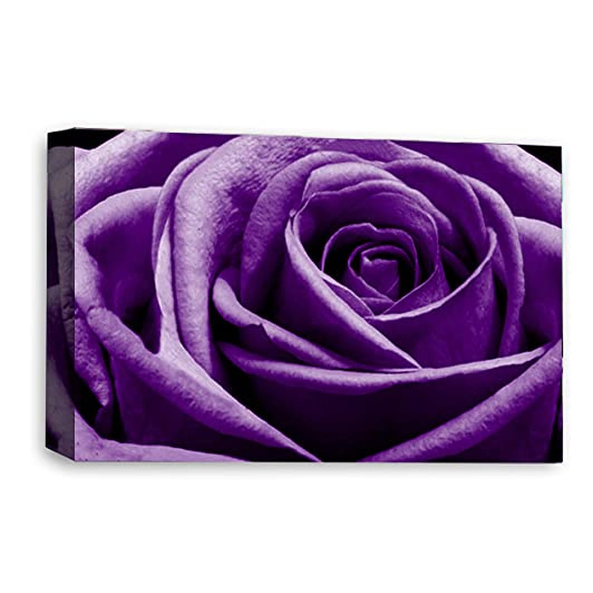 LR Floral Rose Wall Art Picture – Purple Framed Canvas Print | Ready to Hang | Modern Wall Art for Living Room, Bedroom & Office