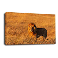 LR African Lion Cat Wall Art Picture Gold Animal Framed Canvas Panel Print Ready to Hang