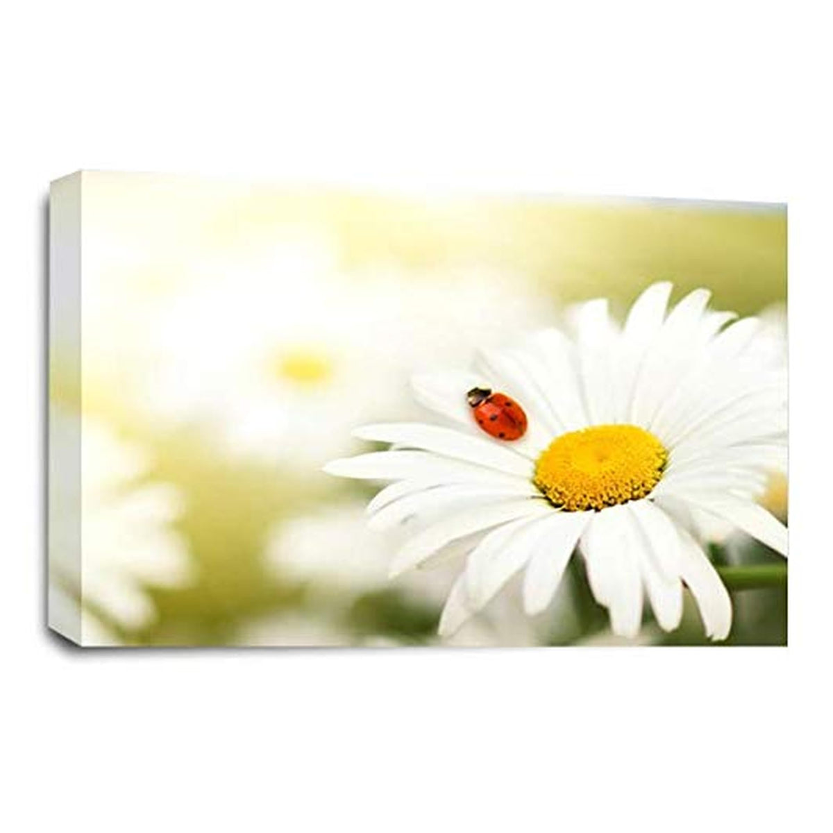 LR Floral Wall Art Picture – Yellow & White Poppy Framed Canvas Print | Ready to Hang | Modern Wall Art for Living Room, Bedroom & Office