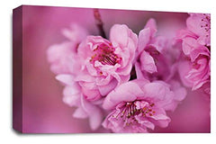 LR Floral Rose Flower Wall Art Picture – Pink & Cream Framed Canvas Print | Ready to Hang | Modern Wall Art for Living Room, Bedroom & Office